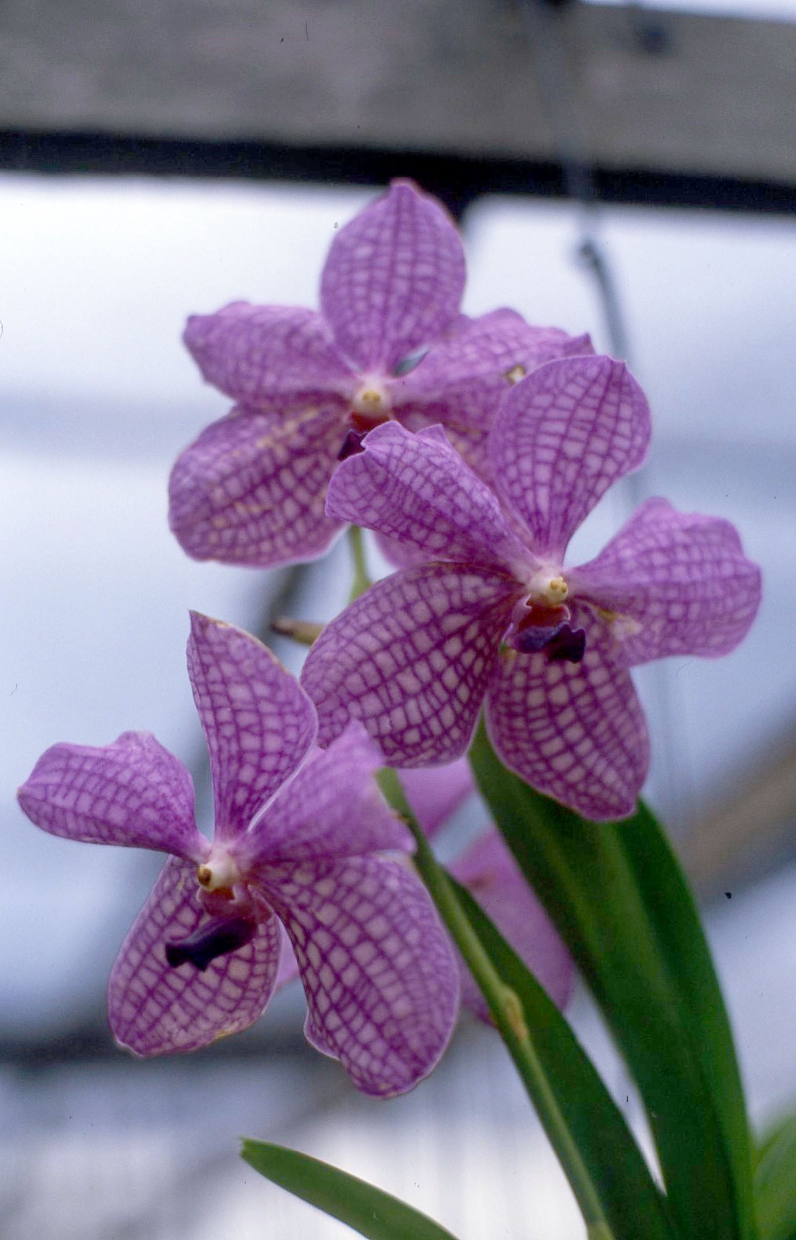 Orchids 21